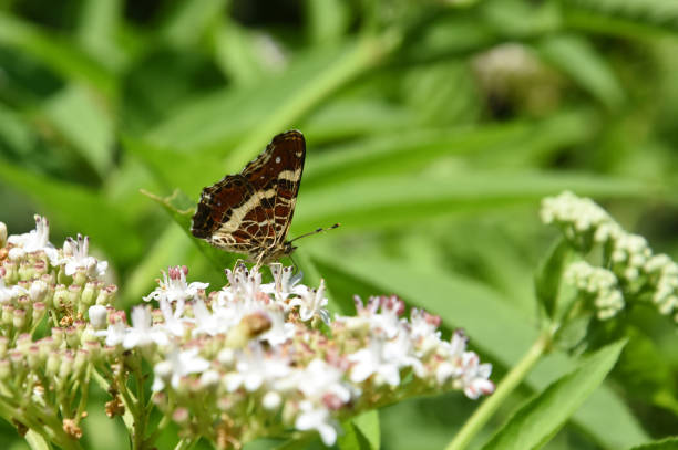 istock Araschnia levana, Map butterfly  butterfly on leaf 1086832690