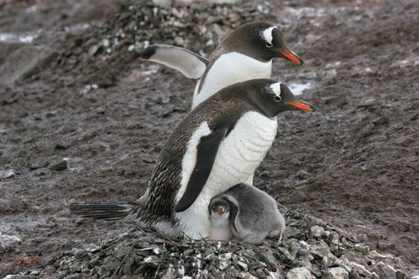 família de pinguim gentoo em um ninho na antártida - flightless bird water bird gentoo penguin penguin - fotografias e filmes do acervo