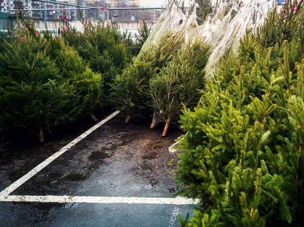 istock Christmas trees sell on the street 1086837148