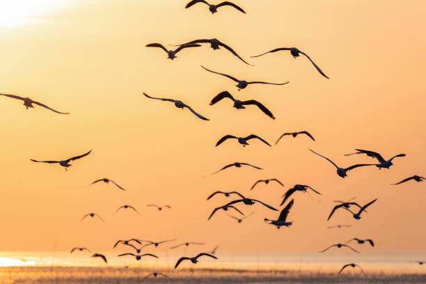 istock Flying seagulls over sea surface at sunrise 1086838824