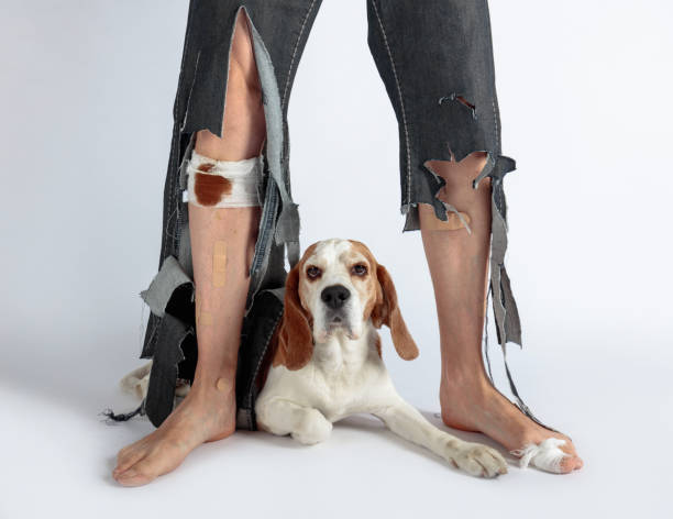Beagle and his owner in torn pants and bitten feet. Cute Beagle and his owner in torn pants and bitten feet. Conceptual image on the theme of animal education. dog aggression education friendship stock pictures, royalty-free photos & images