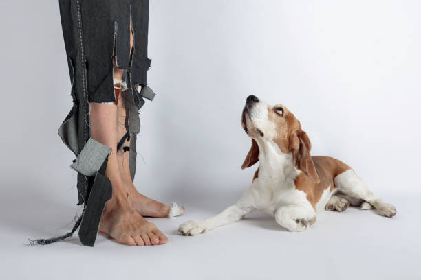 Beagle and his owner in torn pants and bitten feet. Cute Beagle and his owner in torn pants and bitten feet. Conceptual image on the theme of animal education. dog aggression education friendship stock pictures, royalty-free photos & images