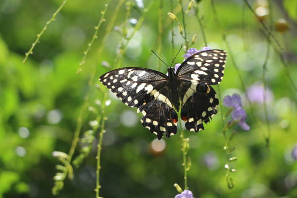 istock Butterfly of Zanzibar 1086843274