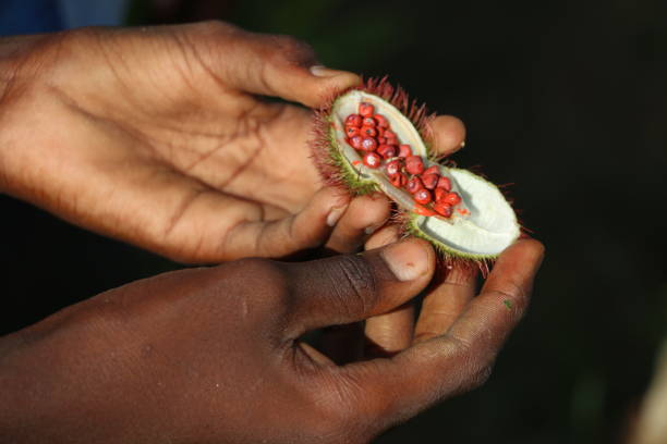 istock Red fruits of lipstick tree 1086843340