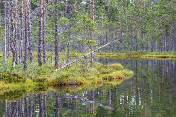 湖で沼地の上の松の木 - boreal forest lake riverbank waters edge ストックフォトと画像