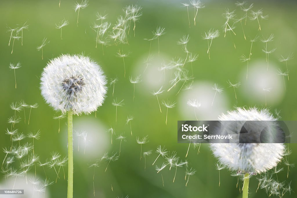 dandelions dandelions with flying seeds on greed grass background Beauty In Nature Stock Photo