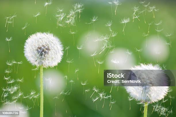 Dandelions Stock Photo - Download Image Now - Beauty In Nature, Blossom, Botany