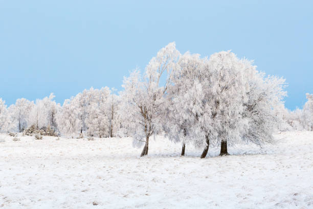 istock Moor with trees in hoarfrost in the winter 1086847330