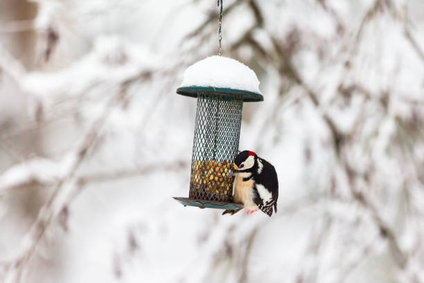 istock Winter bird feeder with a Great Spotted Woodpecker 1086847374