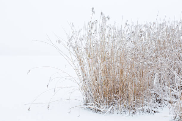 juncal congelado en los paisajes nevados - frozen cold lake reed fotografías e imágenes de stock