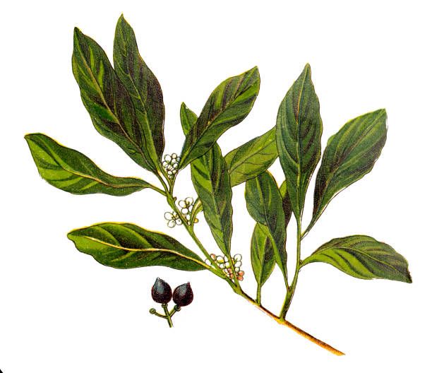 laurus nobilis (베이 로렐, 달콤한 베이, 진정한 로렐, 로렐 그리스) - antique engraving engraved image illustration and painting stock illustrations