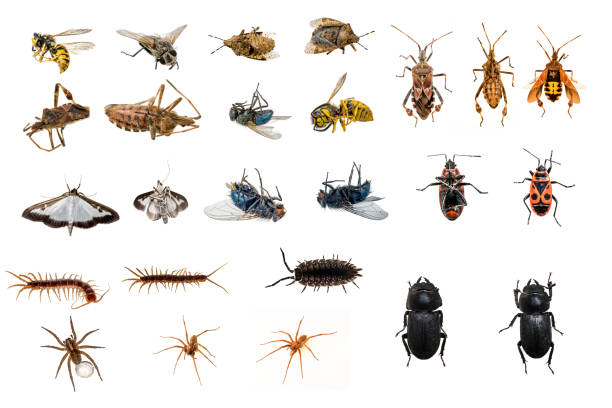 istock mixed collection of dead and living insects 1086848112