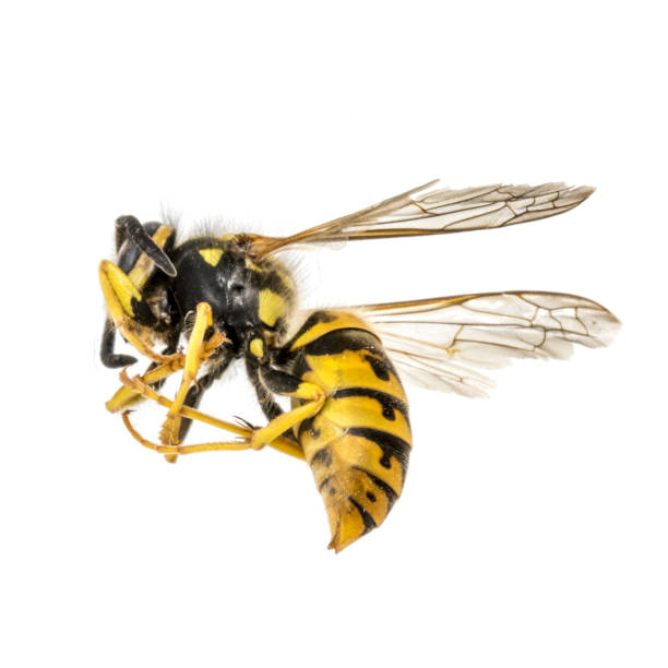 istock Dead wasp is lying curled up in front of a white background 1086849518