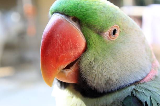 istock Closeup portrait of Indian ringed parrot 1086849628