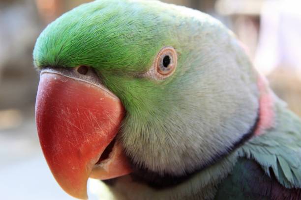 istock A fine feather and good looking of Alexandrine Parakeet (Psittacula eupatria) 1086849830