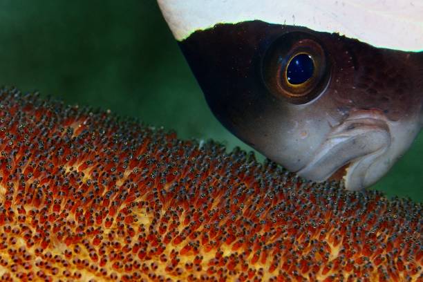 Father Care Saddleback Anemonefish take great care of his little babies @ Jahir I, Lembeh Strait scuba diving family stock pictures, royalty-free photos & images