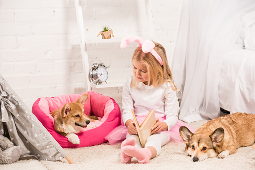 cute child in bunny ears headband sitting with welsh corgi dogs at home and reading book