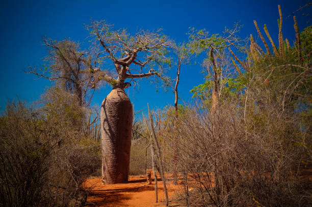 пейзаж с деревом баобаба adansonia grandidieri в национальном парке рениала, толиара, мадагаскар - ifaty стоковые фото и изображения