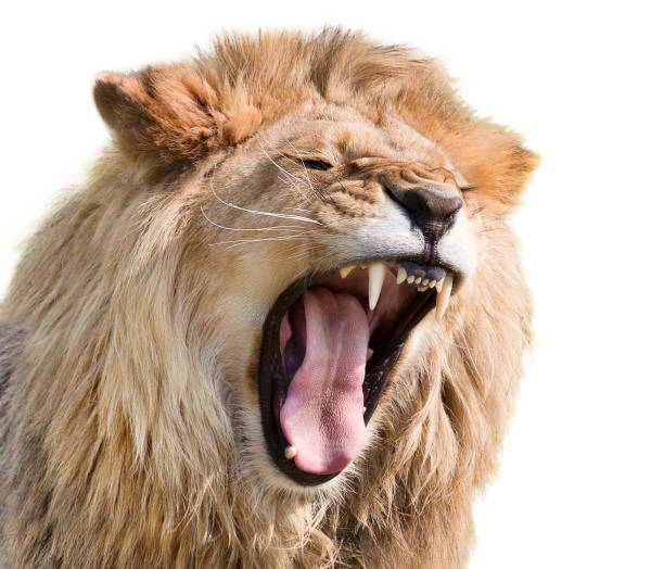 ライオンの怒り - roaring ストックフォトと画像