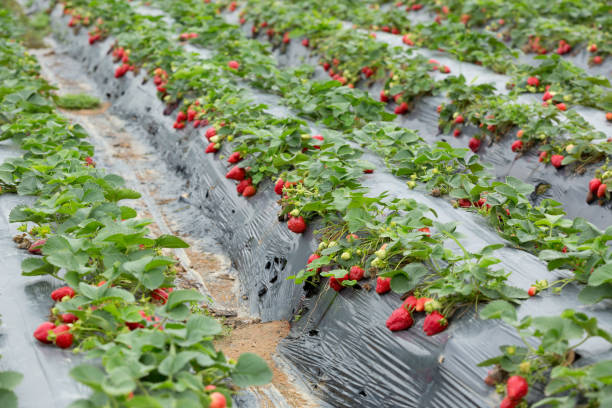 istock Green Strawberry field 1086857842