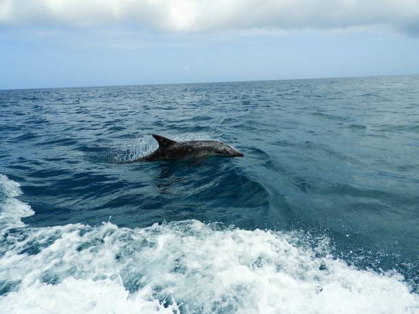 istock Dolphins in caribbean sea, Los Roques, Venezuela 1086859416