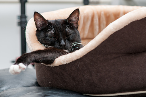 cat bed with a sleeping black cat close-up