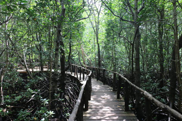 istock Jozani Chwaka Bay National Park 1086862332