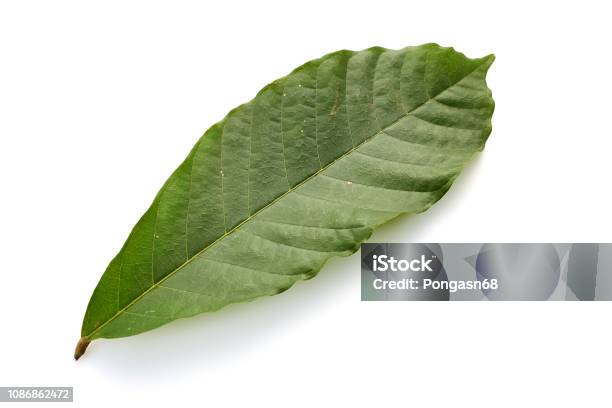 Cacao Leaves And Seeds Of Truth On A White Background Stock Photo - Download Image Now