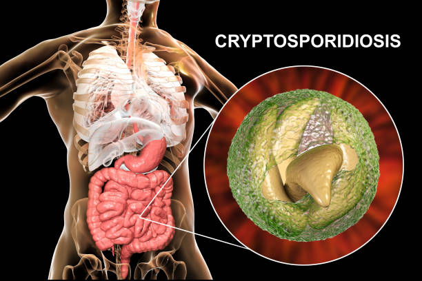 Cryptosporidiosis, a diarrheal disease caused by Cryptosporidium parvum protozoan Cryptosporidiosis, a diarrheal disease caused by Cryptosporidium parvum protozoan. 3D illustration showing release of parasite sporozoites from oocyst inside small intestine animal zygote stock pictures, royalty-free photos & images