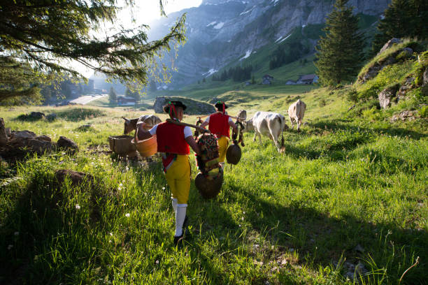 Alpaufahrt Schwaegalp, Switzerland-June 2, 2018
Two farmers wear two cowbells on the left and on the right, which they pulled off the cows before, the last few meters the farmers carry the bells over a meadow. They wear traditional Swiss costumes and bring the cows to the alpine pastures in a traditional procession called Alpaufahrt. The picture was taken in the early morning, when the farmers brought their animals to the pastures over the summer. After work, the farmers sing and play with the cowbells. The picture was taken in a meadow below the famous Säntis Mountains on the plateau (1,530 m) appenzell stock pictures, royalty-free photos & images