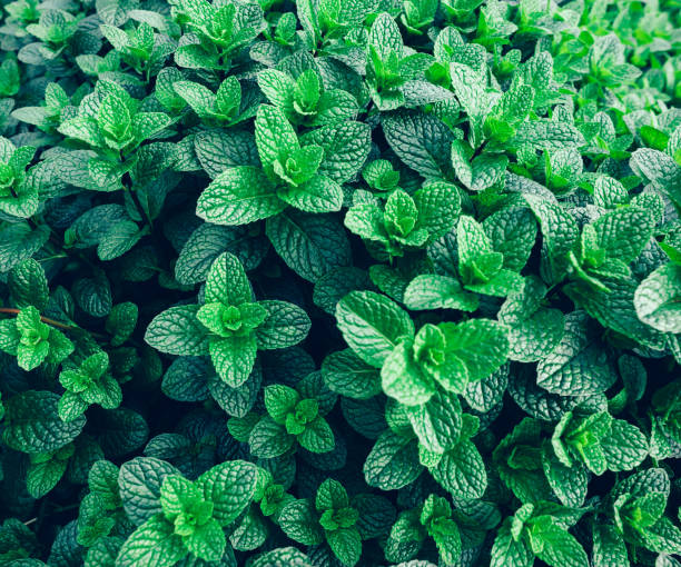 istock green mint plant in growth at vegetable garden 1086864650