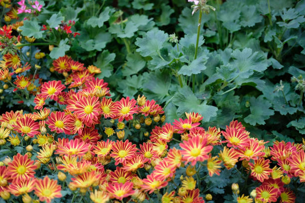 istock red gerbera flower in garden. blooming flora 1086865924