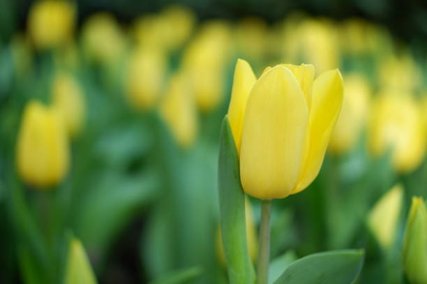 istock close up tulip yellow colorful 1086866510