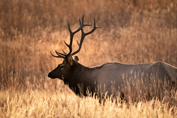 istock Elk roaming the valley in Yellowstone National Park 1086868682