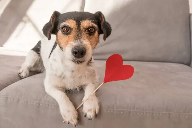 Cute romantic Jack Russell Terrier dog. Lovable dog is holding a heart to the Valentine's Day in the mouth
