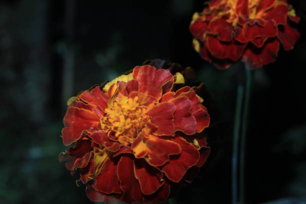 Stunning Marigold flowers on black background Stunning Marigold flowers on black background red routine land insects stock pictures, royalty-free photos & images