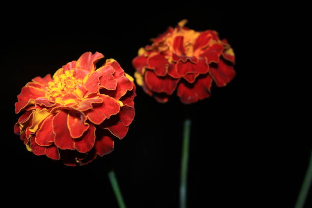 Stunning Marigold flowers on black background Stunning Marigold flowers on black background red routine land insects stock pictures, royalty-free photos & images