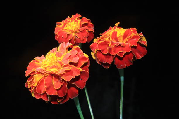 Stunning Marigold flowers on black background Stunning Marigold flowers on black background red routine land insects stock pictures, royalty-free photos & images