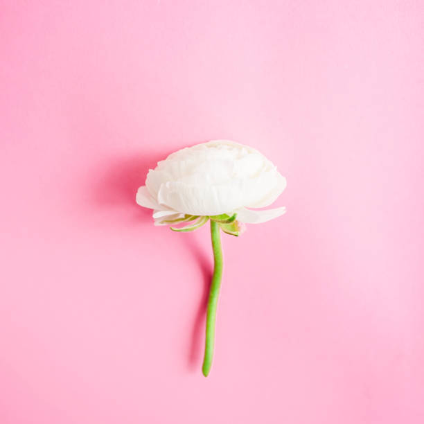 istock White flower isolated on pink background. Flat lay, top view. Floral background. 1086874664