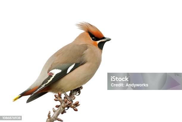 Bohemian Waxwing Against A White Background Stock Photo - Download Image Now - Waxwing, Bird, Cedar Waxwing