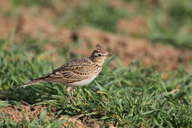istock Eurasian skylark perching on a field 1086876940