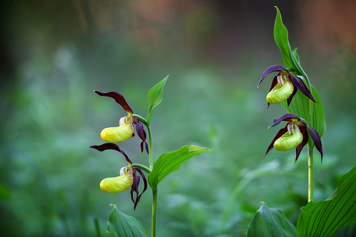 Cypripedium calceolus the largest orchid species in Europe.