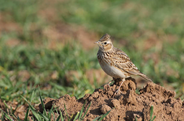 Eurasian skylark perching on a field Eurasian skylark (Alauda arvensis) perching on a field. alauda stock pictures, royalty-free photos & images