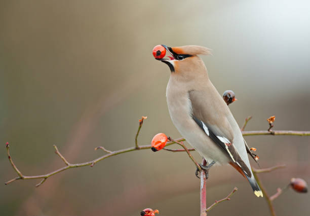 Bohemian waxwing perching on a dogrose Bohemian waxwing (Bombycilla garrulous) perching on a dogrose and eating a red rose hip. rosa canina stock pictures, royalty-free photos & images