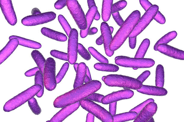 박테리아 citrobacter, 가족 enterobacteriaceae 그람 음성 coliform 박테리아 - fecal coliform bacteria 뉴스 사진 이미지