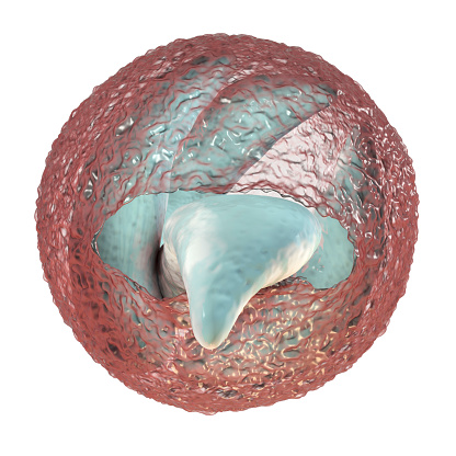 Release of sporozoites from Cryptosporidium parvum oocyst, 3D illustration. Cryptosporidium is a protozoan, microscopic parasite, the causative agent of the diarrheal disease cryptosporidiosis