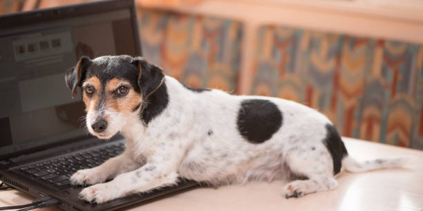 istock Cute computer Jack Russell Terrier dog. Naughty dog on the table 1086877912