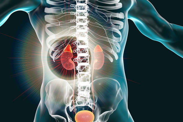 kidney and adrenal glands highlighted inside human body - suprarenal gland imagens e fotografias de stock