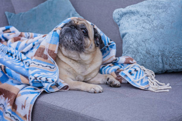 istock Cute pug is wrapped in warm blanket with blue ornament. 1086878366