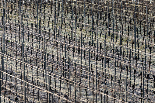 Vineyard with grapevines rows in frost with shiny wire ropes frame-filling as background